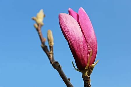Magnolia, Magnolia drzewa, kwiat magnolii, kwiat, Bloom, wiosna, Natura
