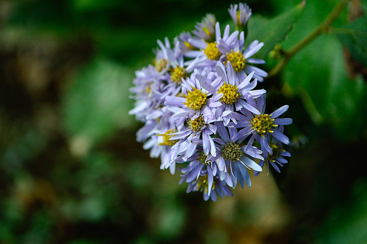 Daisy, herfst, bloemen, blauw, Petal