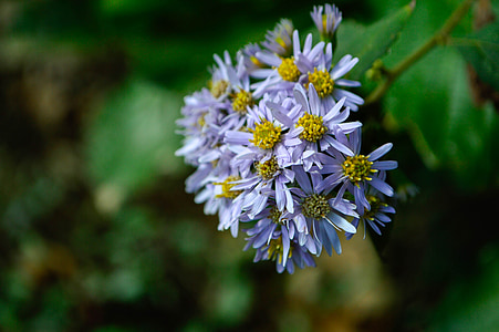 Daisy, efterår, blomster, blå, PETAL