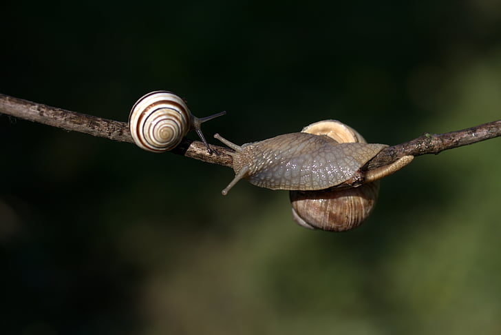 snails, casey, hooked, shell, horns
