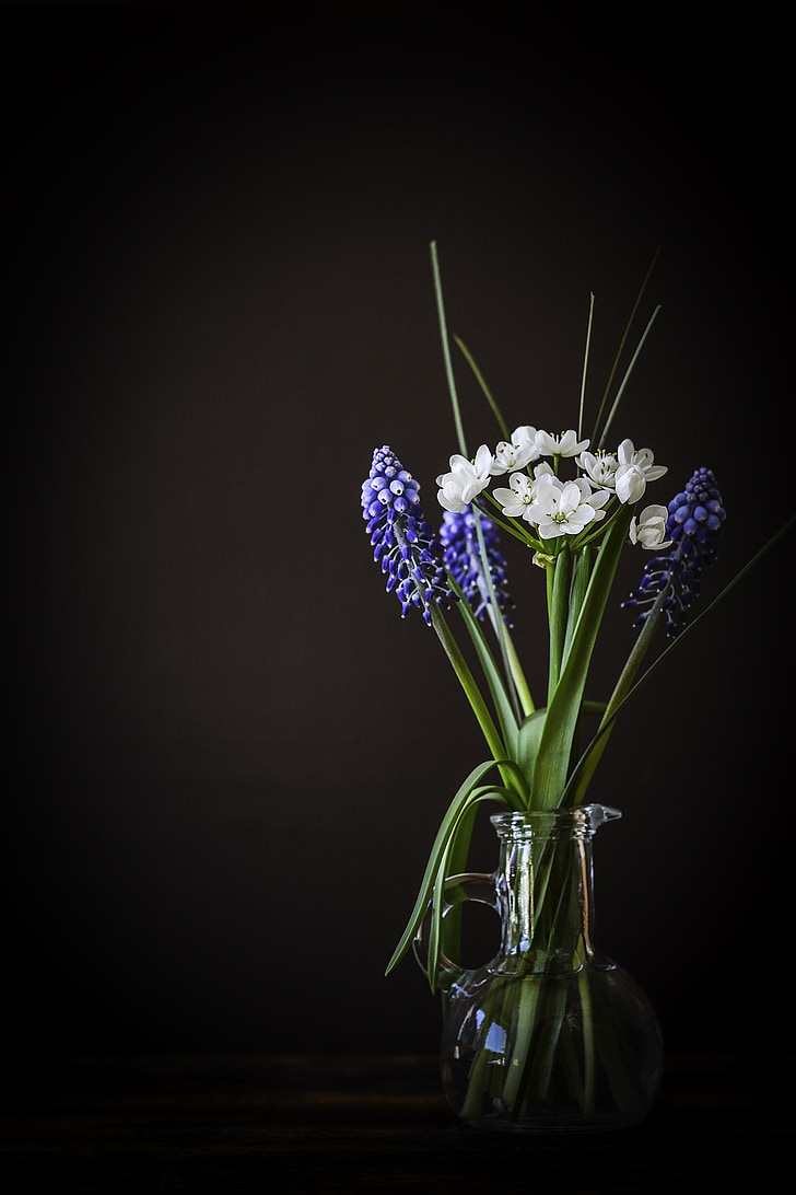 λουλούδια, βάζο λουλούδι, βάζο, γυαλί, Υάκινθος σταφυλιών, μπλε, πράσο λουλούδι