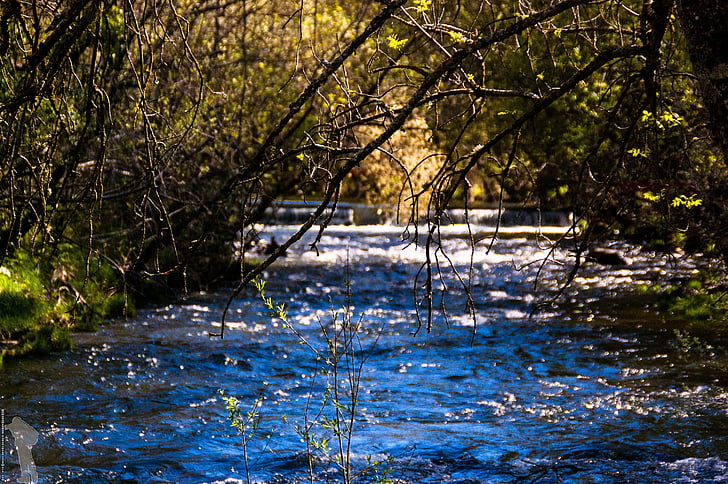 river, lozoya, nature, water, spain, tree, forest
