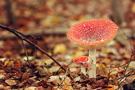 mushrooms, autumn color, undergrowth, amanita muscaria, mushroom, autumn, fungus