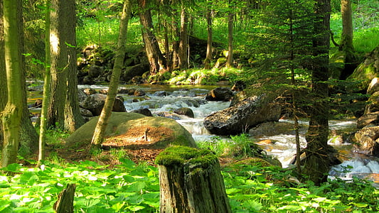Les, řeka, Příroda, stromy, krajina, strom, venku