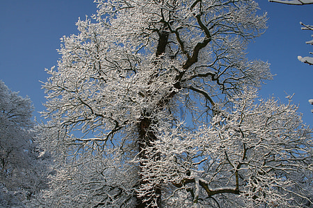 Frost, narave, pozimi, drevo, zamrznjeni, veje
