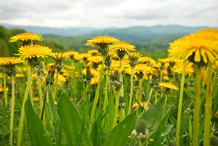 cvijeće, proljeće, planine, Prikaz, Vermont
