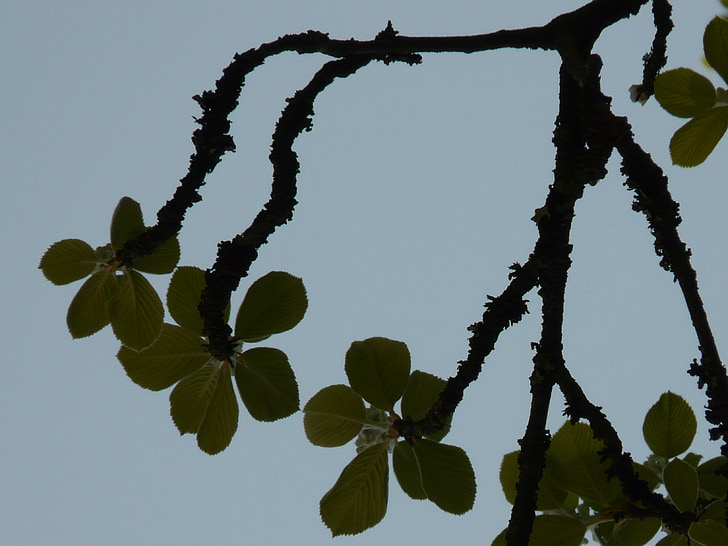 Real Sorbo, Haw, albero, foglie, luce posteriore, arioso, natura