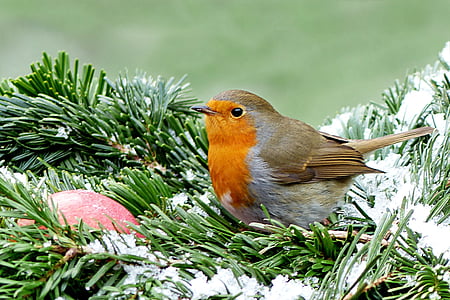 robin, erithacus rubecula, bird, winter, garden, foraging, animal