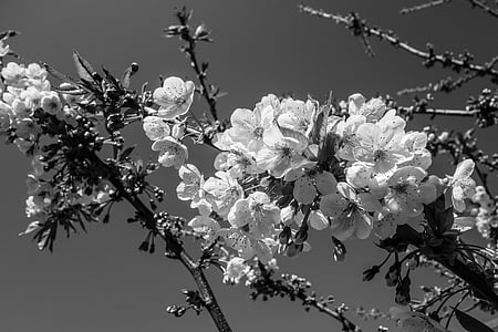 fiore di ciliegio, fiore, Blossom, primavera, fiori di ciliegio, ciliegia, natura