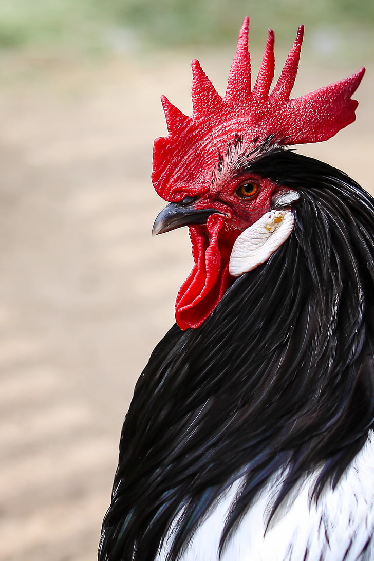 Hahn, cresta di Gallo, Ritratto, pollame, azienda agricola, uccello, animale