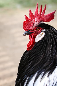 hahn, cockscomb, portrait, poultry, farm, bird, animal