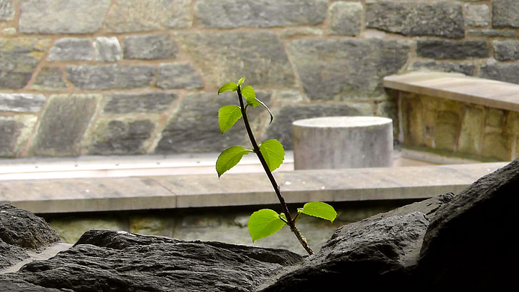 hidup, batu, dinding batu, tumbuh, tanaman, tunas, daun
