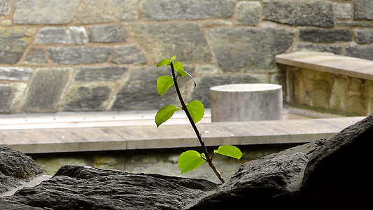 live, stone, stone wall, grow, plant, sprout, leaves