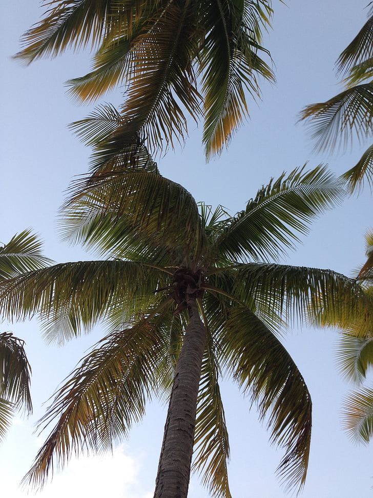 Luonto, Palm, taivas, kookos, Paradise, Palmu, trooppinen ilmasto
