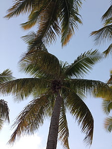 Природа, Пальма, небо, Кокос, Рай, Дерево пальмы, тропический климат
