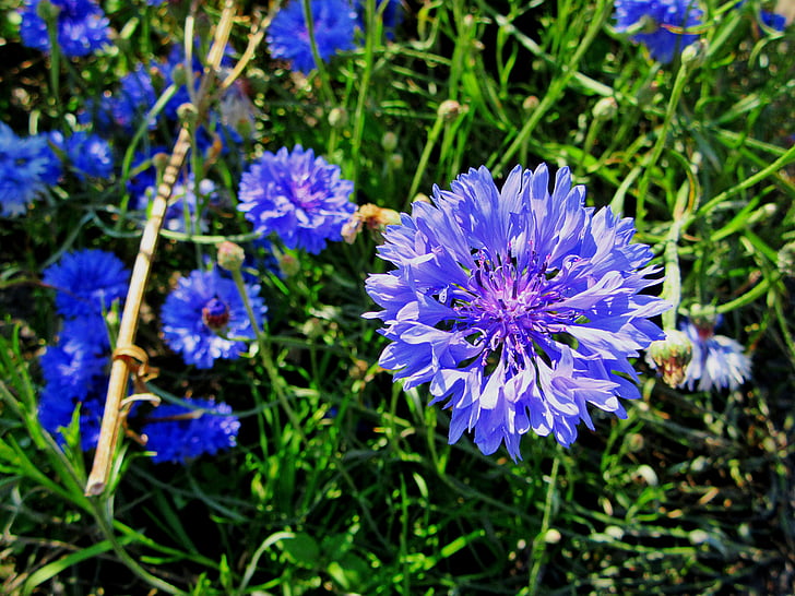 Korenbloem, Blauwe bloem, korenbloemen, blauw, natuur, zomer, blauw paarse bloem