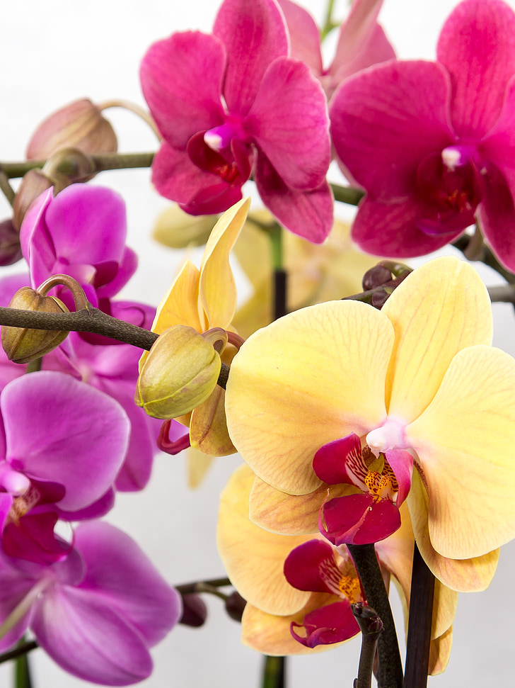 Orquídea, Phalaenopsis, Orquídea de mariposa, tropical, rosa, flor, floración