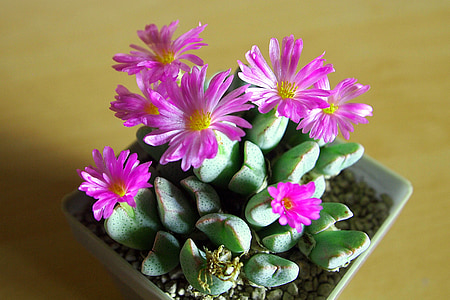 ice plant, bloom, pink flower, spring, garden plant, flourish