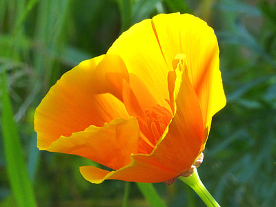 kalifornische Mohn, gelber Mohn, transluzent, Blume, gelb, Schscholzia californica