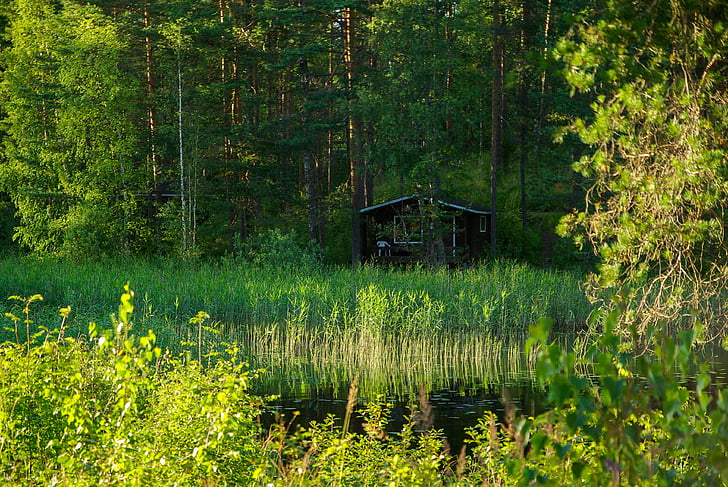 Suomija, ežeras, nendrės, miško, namelis, Gamta, medis