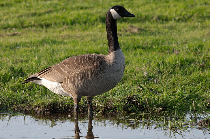 goose, canadian, wildlife, bird, waterfowl, pond, grass