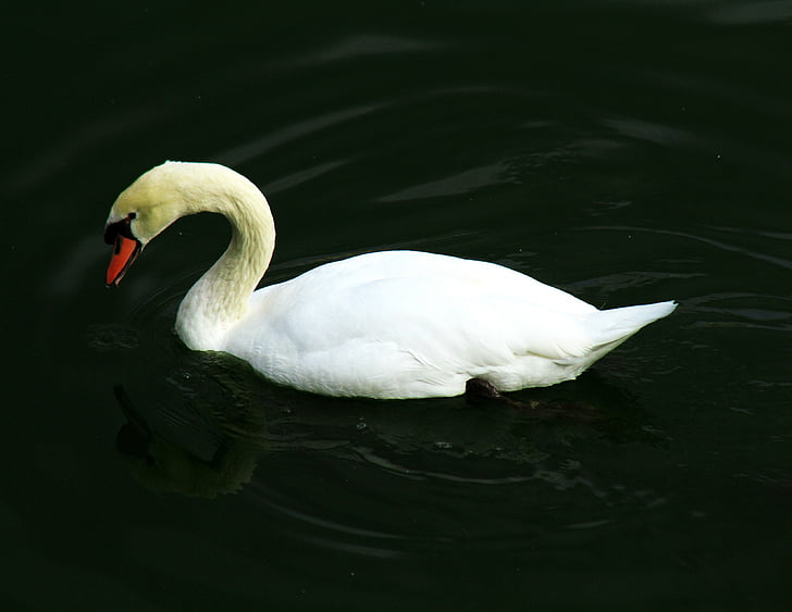 Swan, fuglen, na, natur, vann, dyreliv, hvit