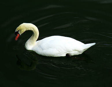 Swan, vták, na, Príroda, vody, voľne žijúcich živočíchov, biela
