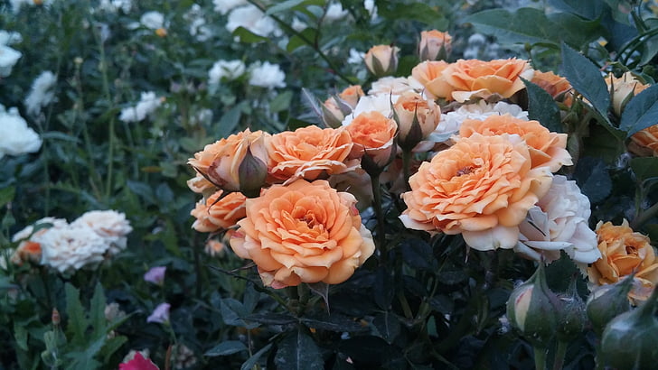 Hoa, Sân vườn, màu sắc, Thiên nhiên, màu hồng, Kerman, Iran