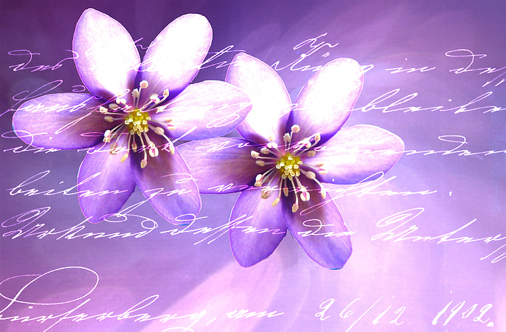 Hoa, màu tím, phông chữ, chữ viết tay, thiệp, văn phòng phẩm, anemone