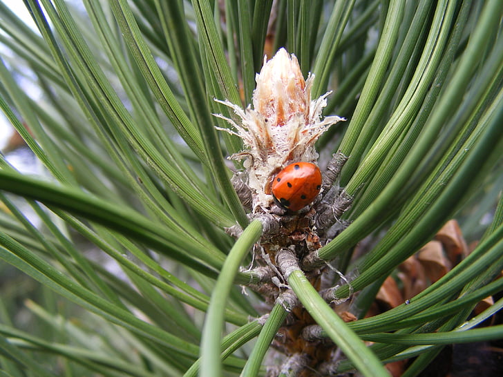 ladybug, pine, wood, nature, forest, pine wood, branch