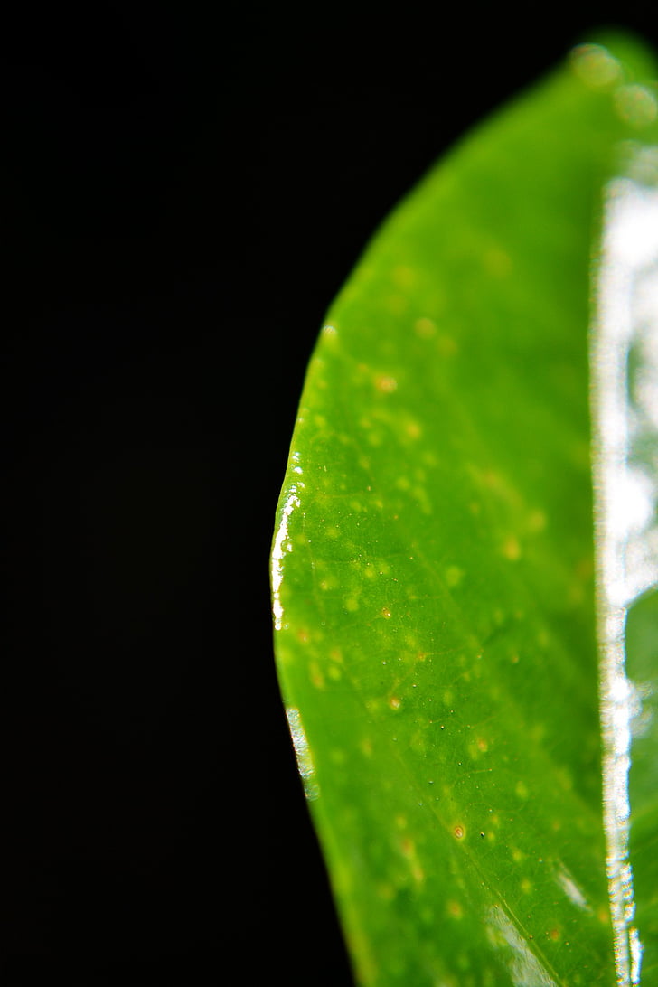 grönt blad, Leaf, närbild, Wax blad, blanka blad, Sri lanka, mawanella