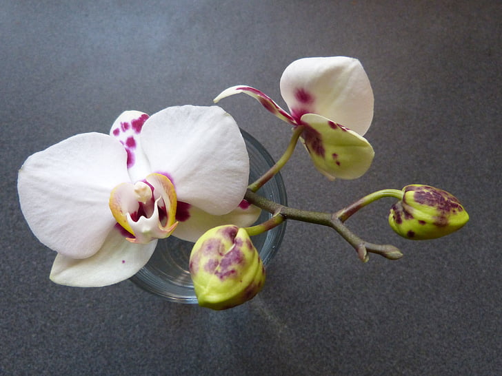 orchid, bud, white, speckled, blossom, bloom, flower