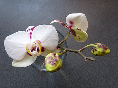 orchidėja, pumpuras, balta, raibas, žiedų, žydėti, gėlė