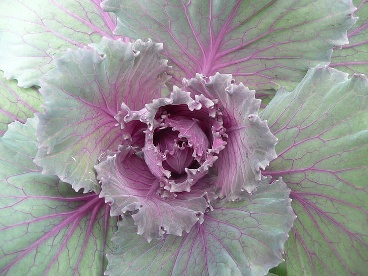 cabbage, purple, gray, vegetable, organic, vegetarian, green