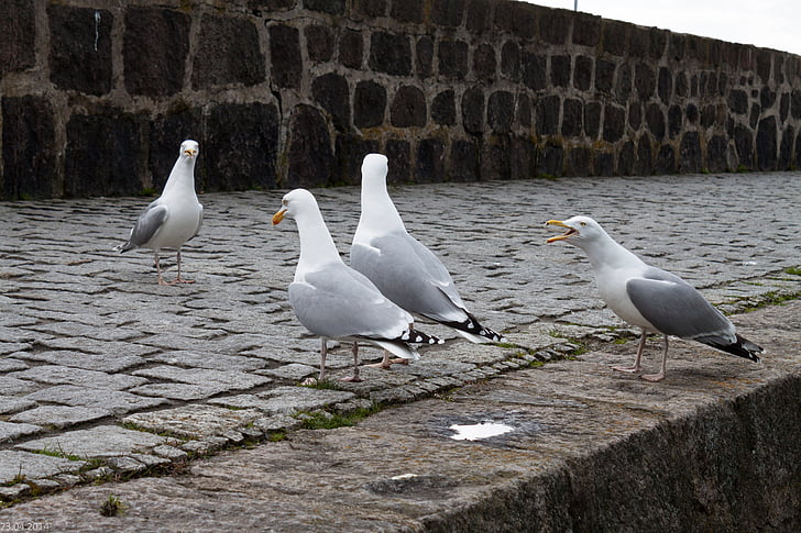 gulls, seagulls, port, water bird
