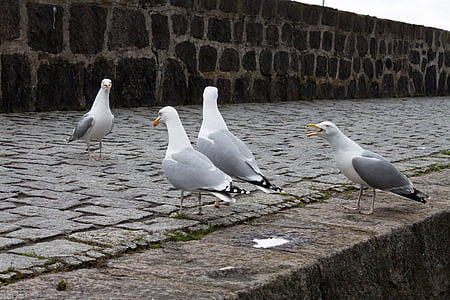 Goéland argenté, mouettes, port, oiseaux d’eau