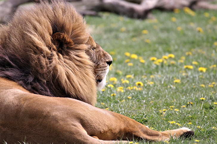 Lev, velká kočka, volně žijící zvířata, zvíře, Wild, predátor, Safari