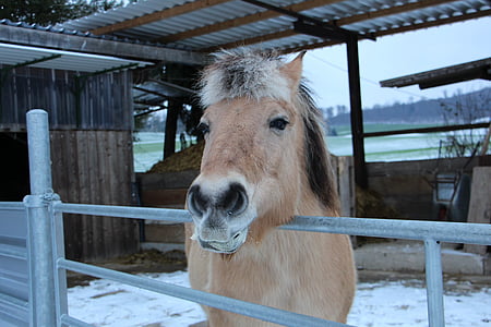 horse, animal, winter