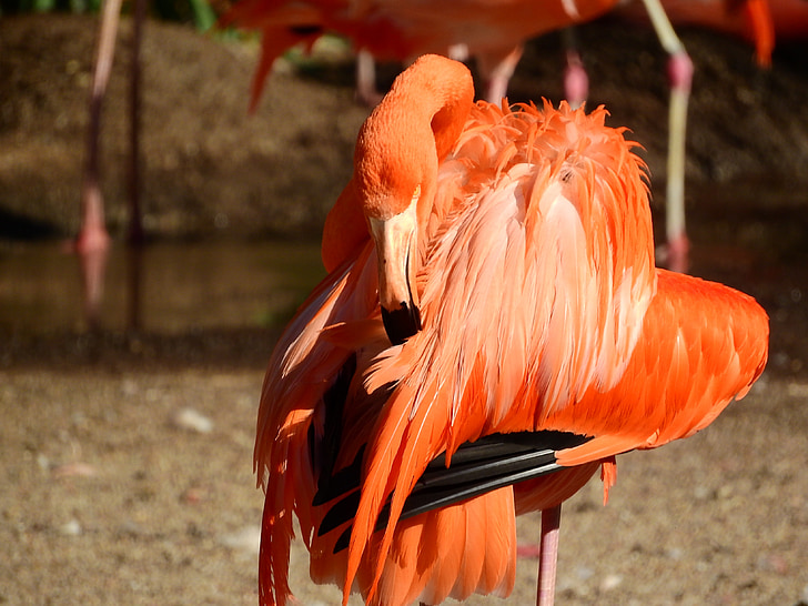 Flamingo kubańskie, Phoenicopterus ruber ruber, flamingo czerwony, Puszyste, czyste, pióro, oczyszczania