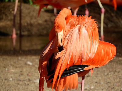 Flamingo Kubánske, Phoenicopterus ruber ruber, červené flamingo, nadýchané, čisté, pierko, Čistenie