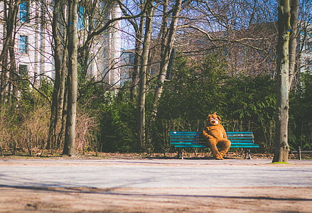 oso de, mascota, depresión, solo, confundido, ansiedad, blog