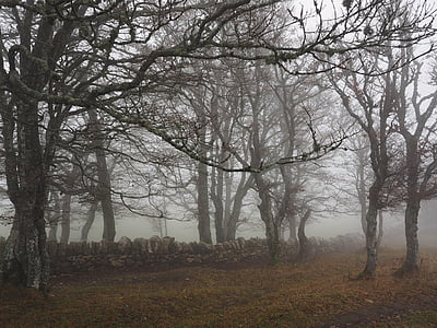 Древесина бука, туман, лес, деревья, стволы деревьев, Книга, Туманный