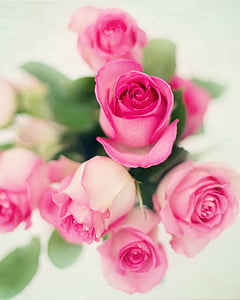 vaaleanpunaisia ruusuja, ruusut, kukat, Romance, romanttinen, Rakkaus, Valentine