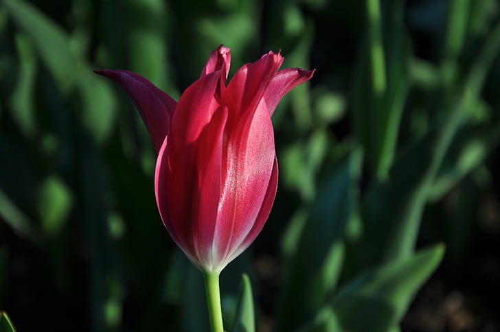 fiori, Flora, Tulipani, Burgas