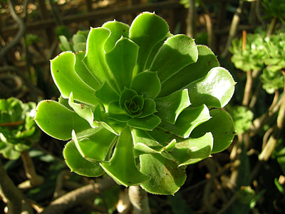 suculentes, verd, hivernacle de cactus, planta, natura