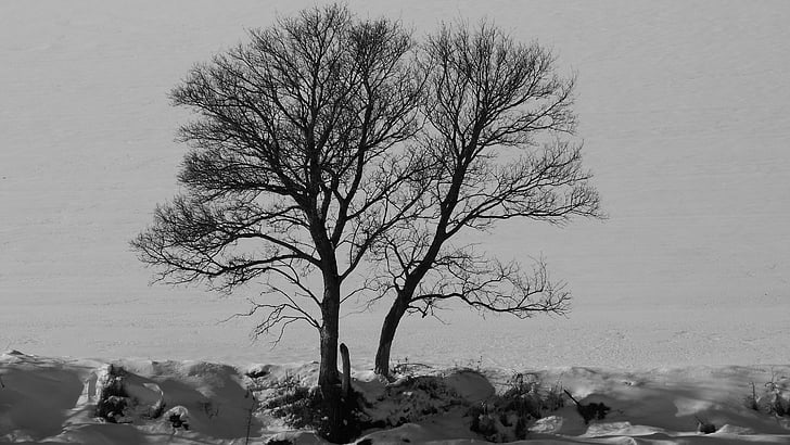 drevo, narave, pozimi, sneg, zimsko pokrajino, kontrast