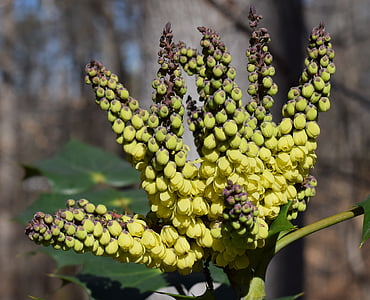 flor de acebo abierto, Acebo, invierno, febrero, arbusto, ornamental, naturaleza