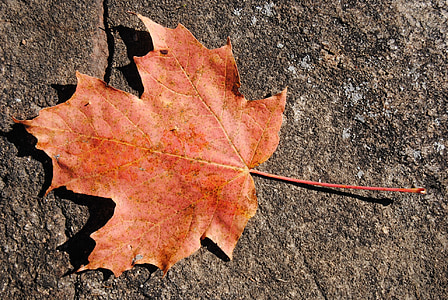 maple, leaf, leaves, autumn, season, nature, dry