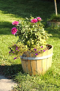 pot de fleurs, fleurs, plante, baril, ton