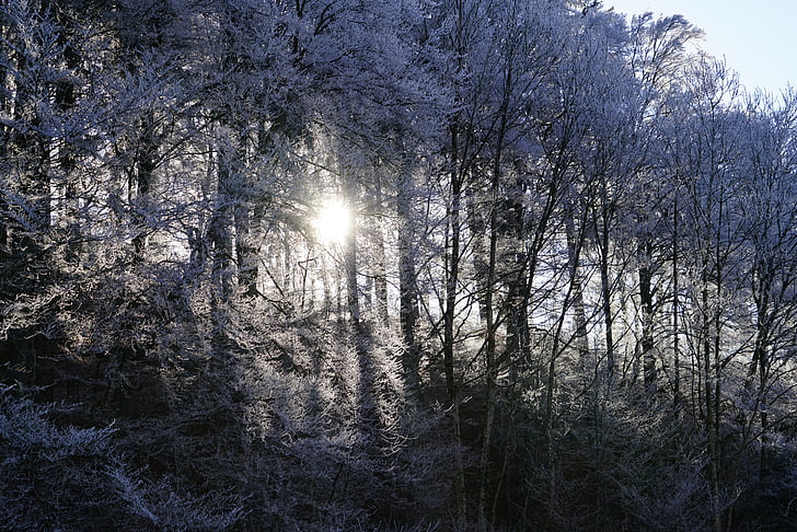 metsa, Sunny, härmatis, päike, tagasi valgus, jää, talvel